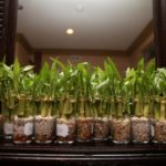 Glass jars filled with pebbles and water, holding young bamboo trees given as a creative wedding favor at Morningside Inn outside wedding venue in maryland